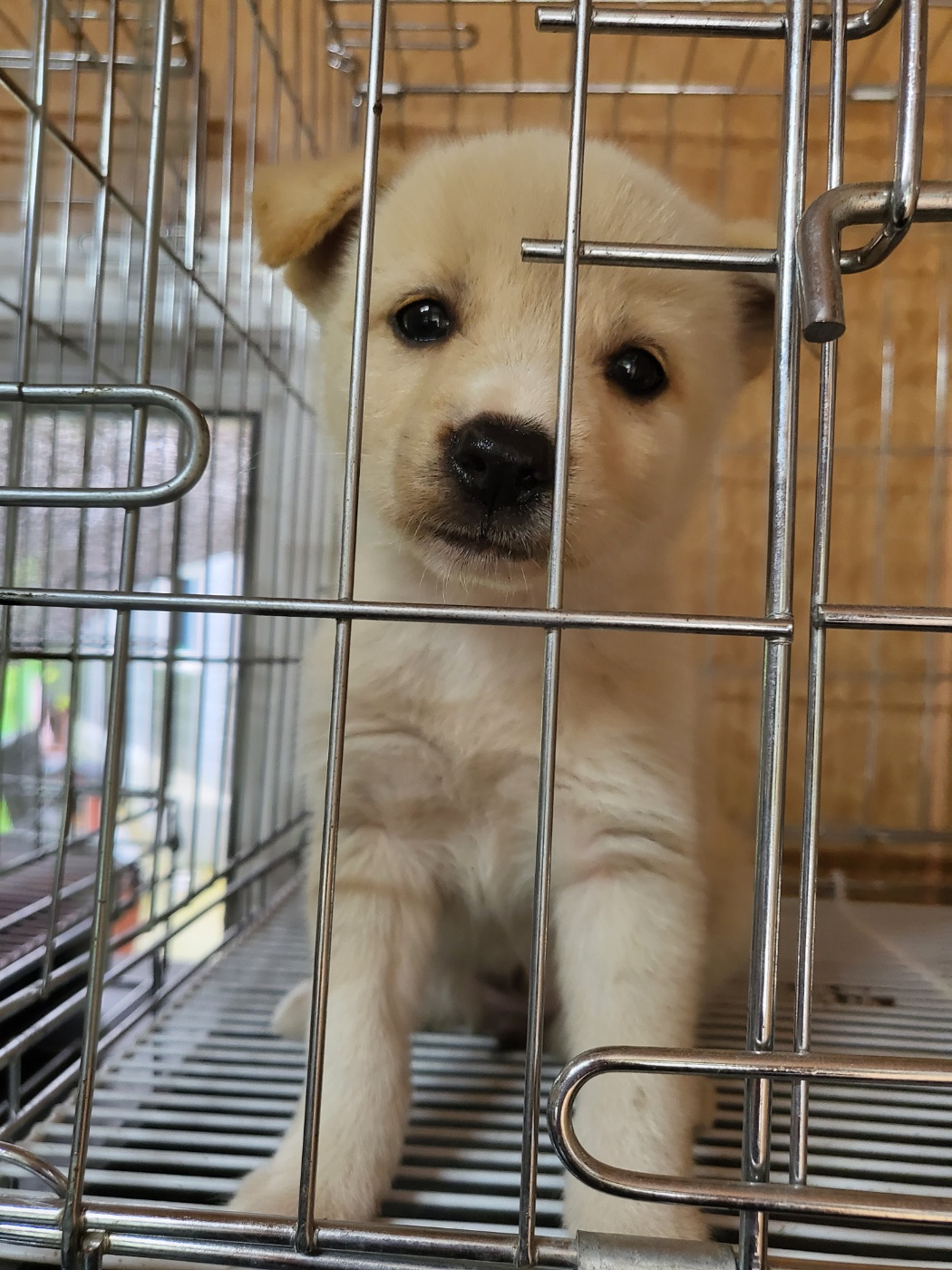 삼척시동물보호센터_442424202300591
